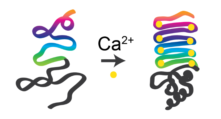 cartoon of disorder-to-order transition by a calcium-responsive protein