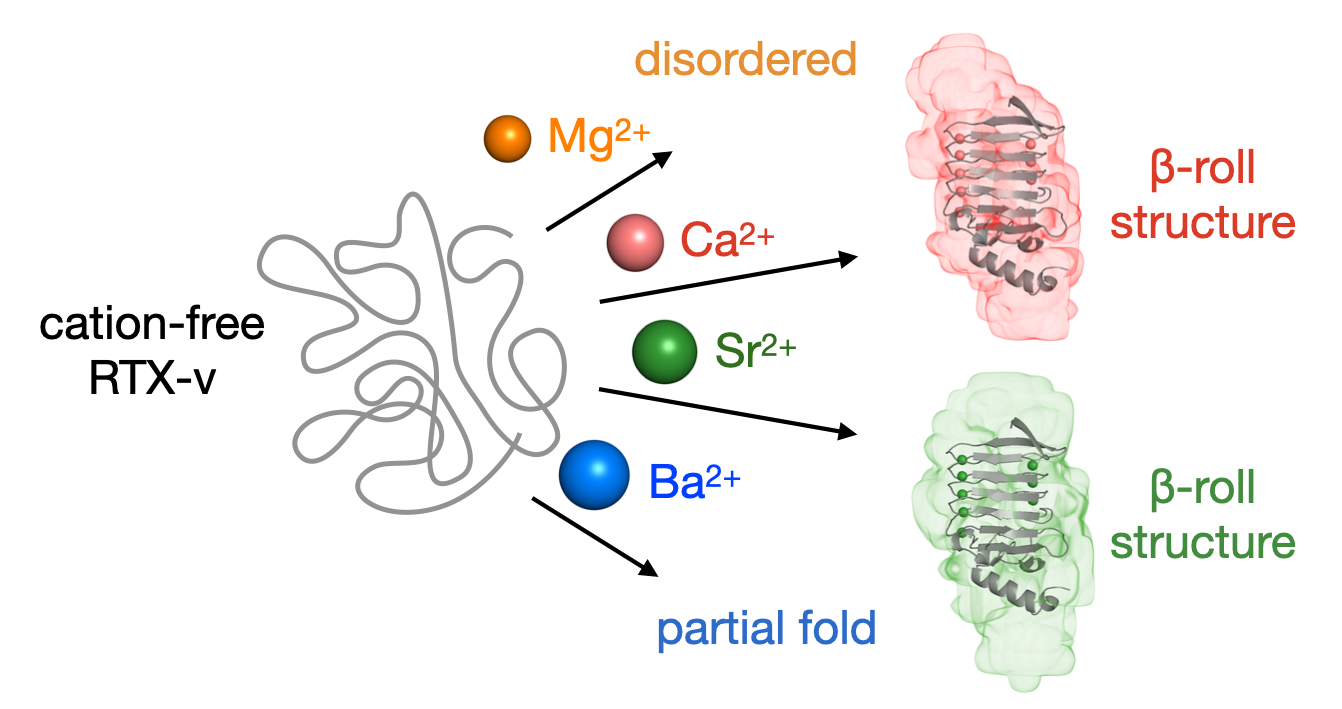scheme showing ion selectivity of RTX-v