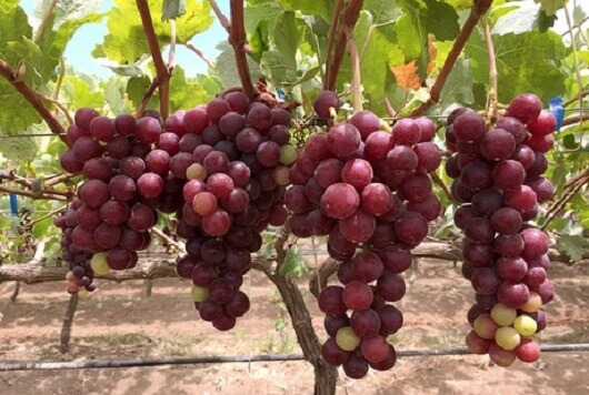 seeded-grapes.jpg