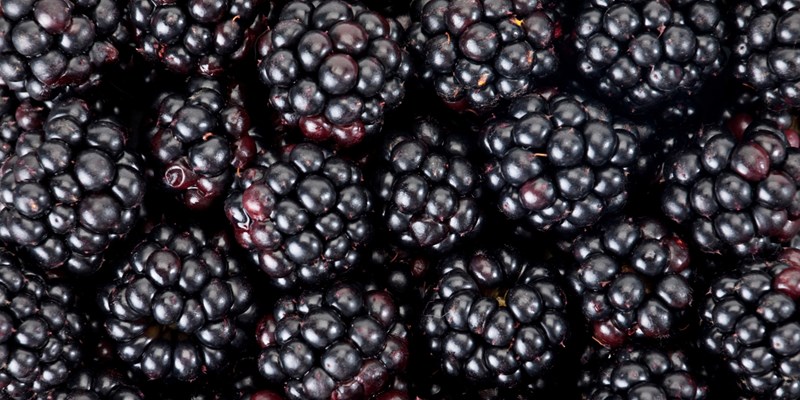 blackberries.jpeg