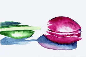 Tulip.jpeg.webp