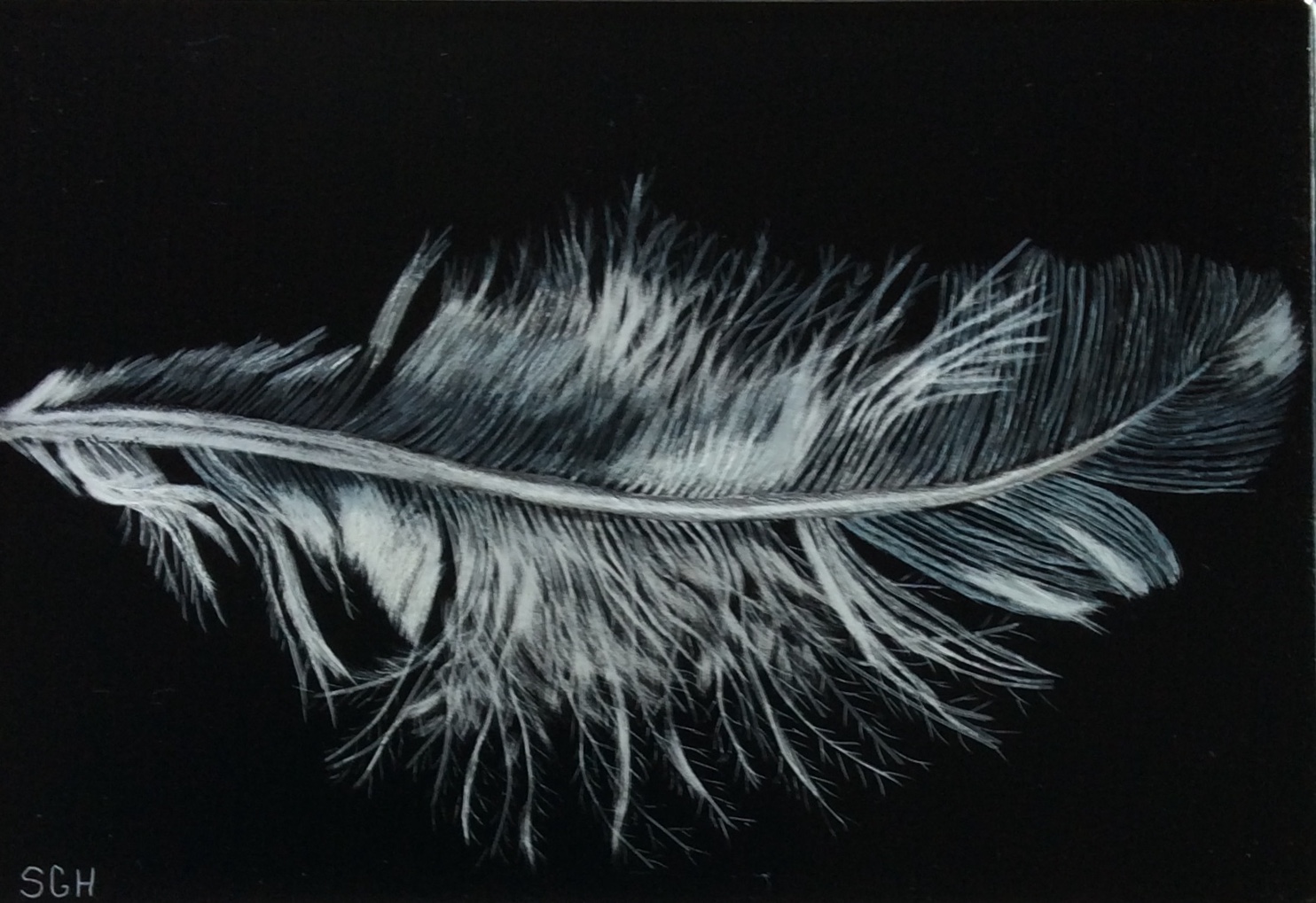 Feature Art No. 4, 2020-21: Scratchboard – The Feather