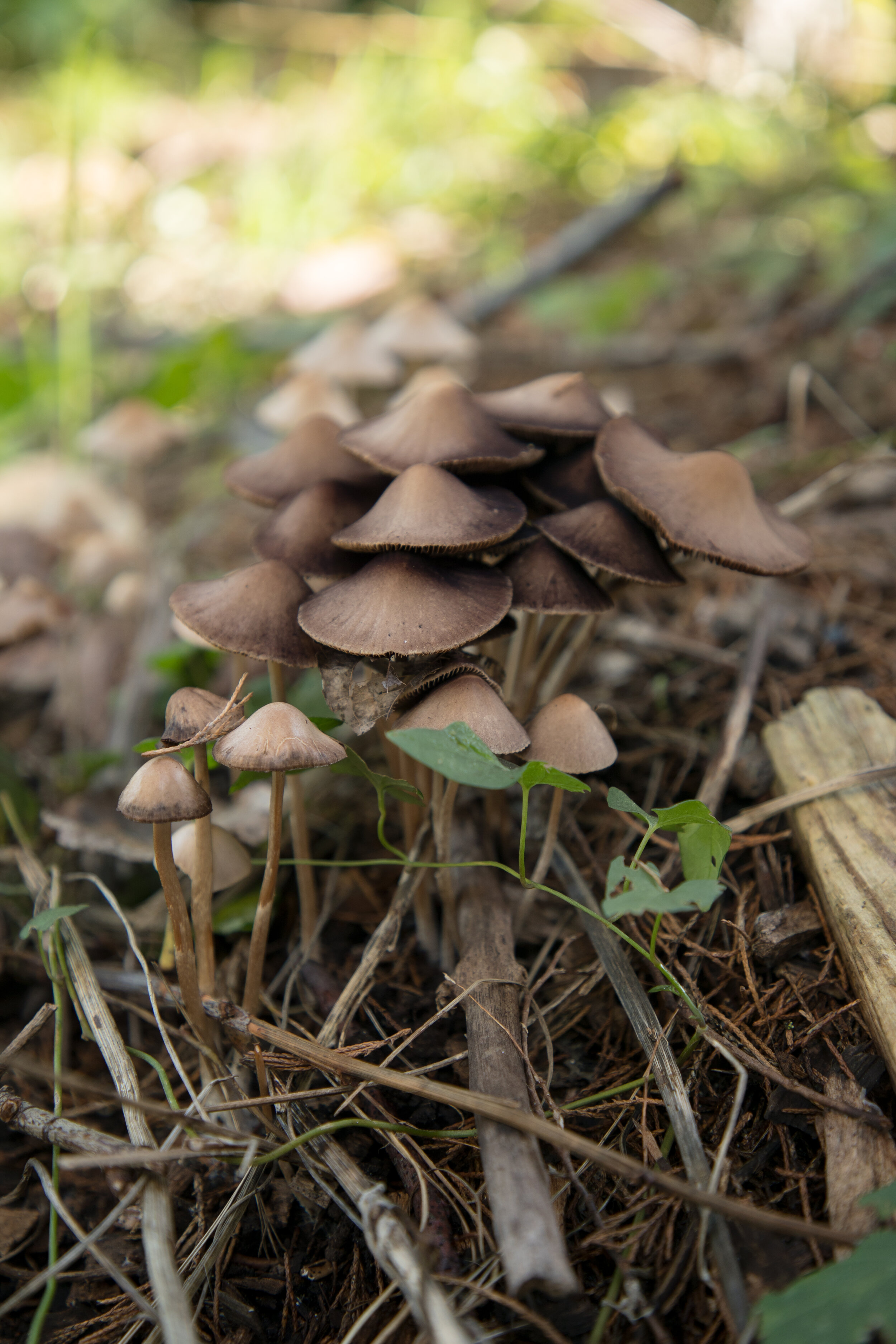 Fibershed-Field-School_7280.jpg