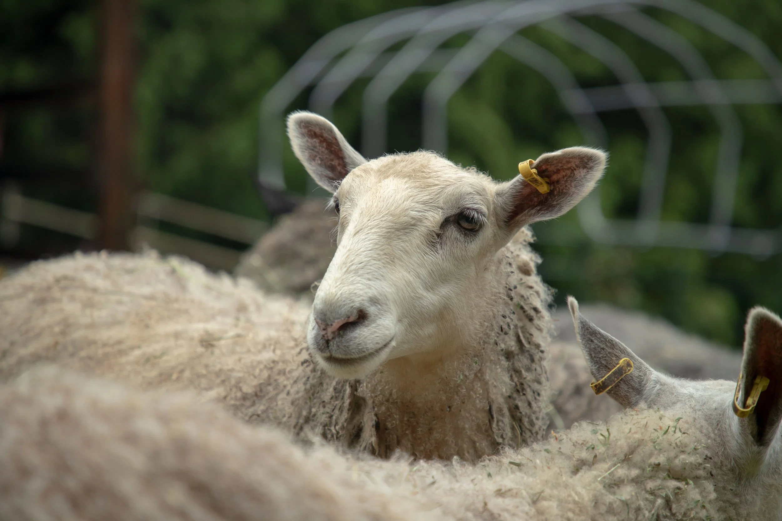 Fibershed-Field-School_5821.jpg