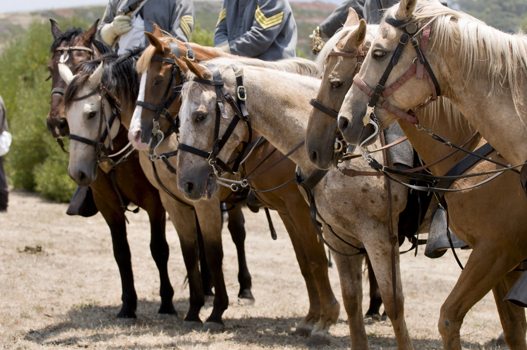 Entangled in Freedom by Ann DeWitt_CSA cavalry_147651729_2056012777.jpg