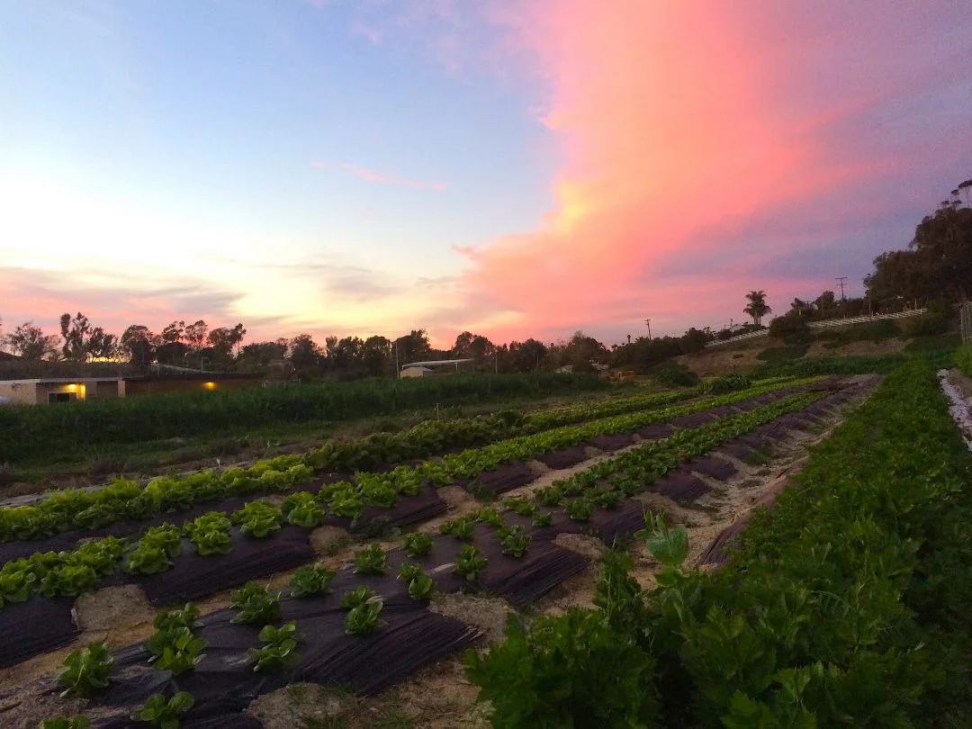 EUSD-Blog-Post-10.19.2017-field-shot-sunset.jpg