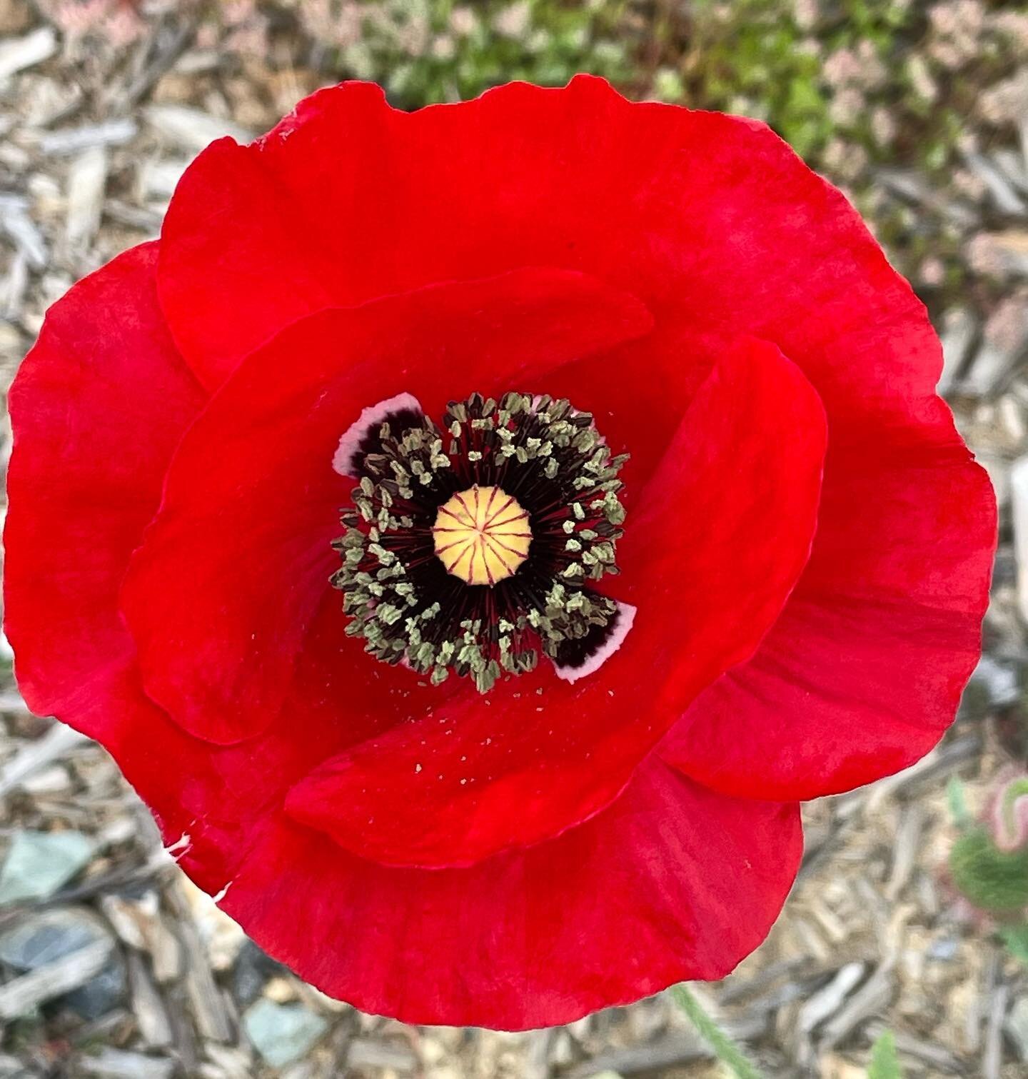 It looks like there is a light on in the center of this poppy!
How symbolic of each and every one of us. 
💡 💡 💡 💡 💡
#poppy #nofilter #natureisperfect #biodiversity #wearenature