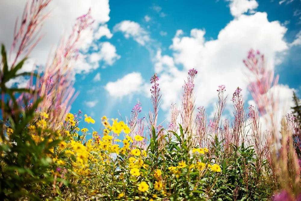 Spring Forward: Nurturing a Stress-Free Move with Organization and Relocation