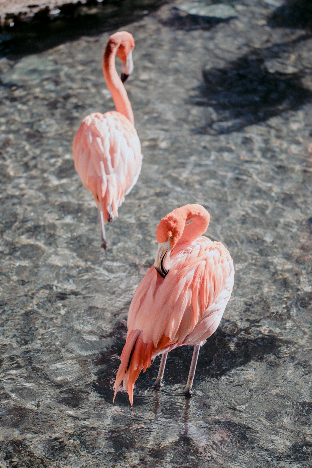 Flamingo Shoot4.jpg