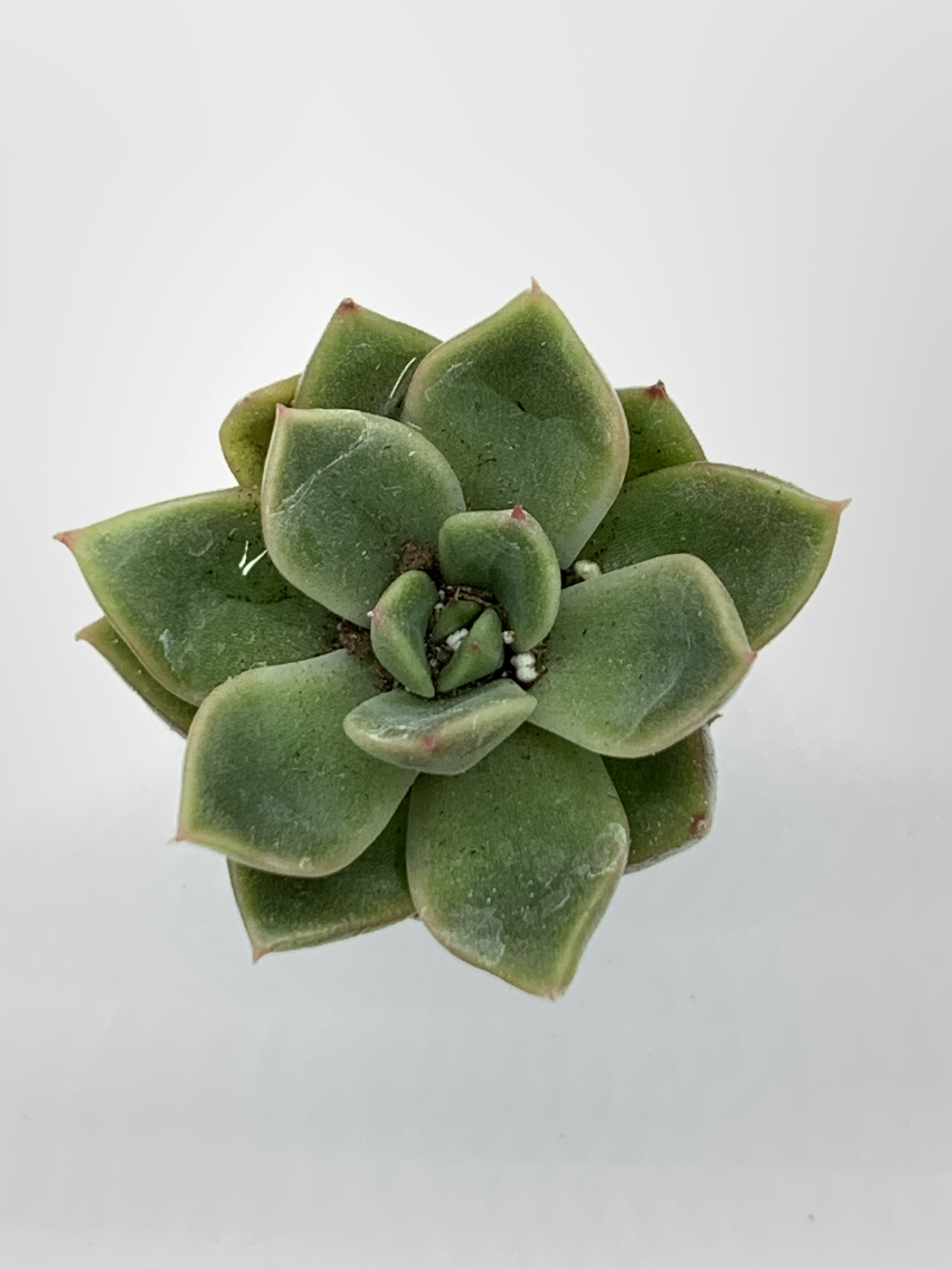 Echeveria_Mira.jpeg