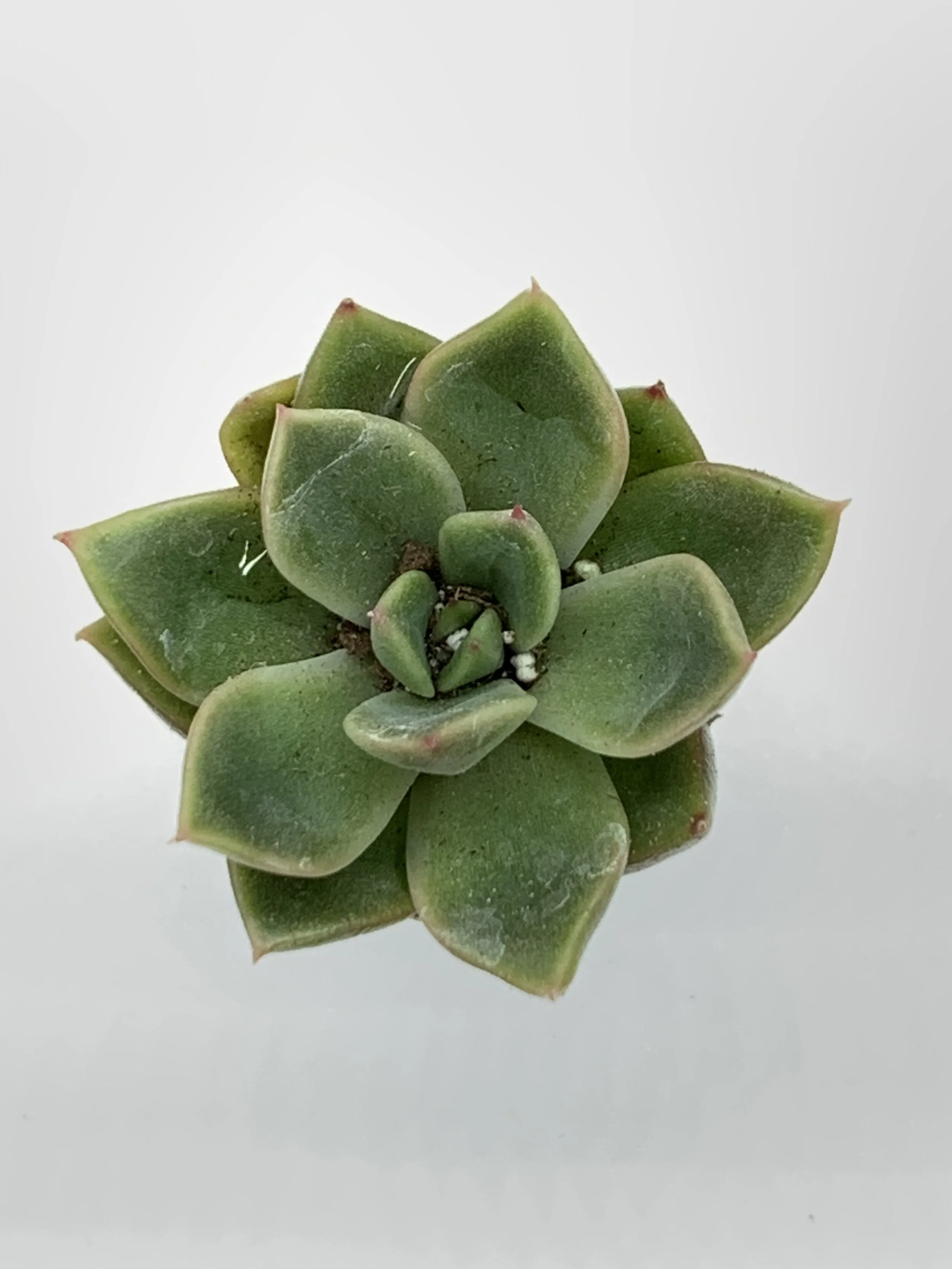 Echeveria 'Mira'