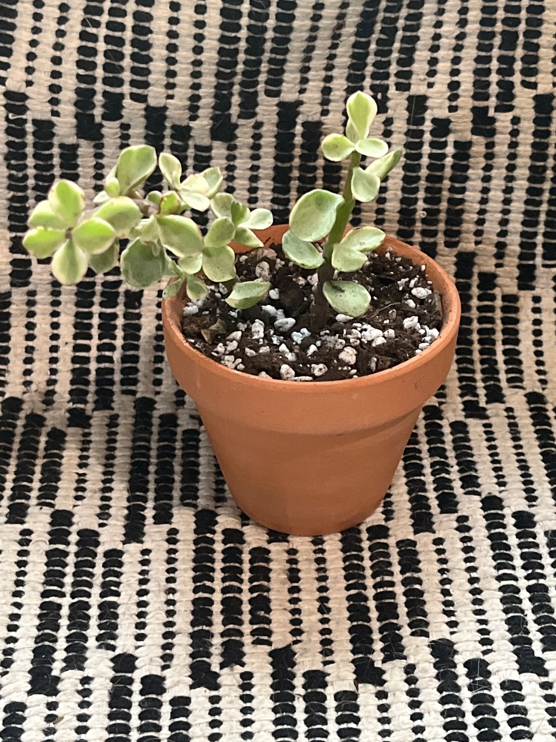 7A4CB2AC-10A5-44EE-A1C4-CCBC4731A82C