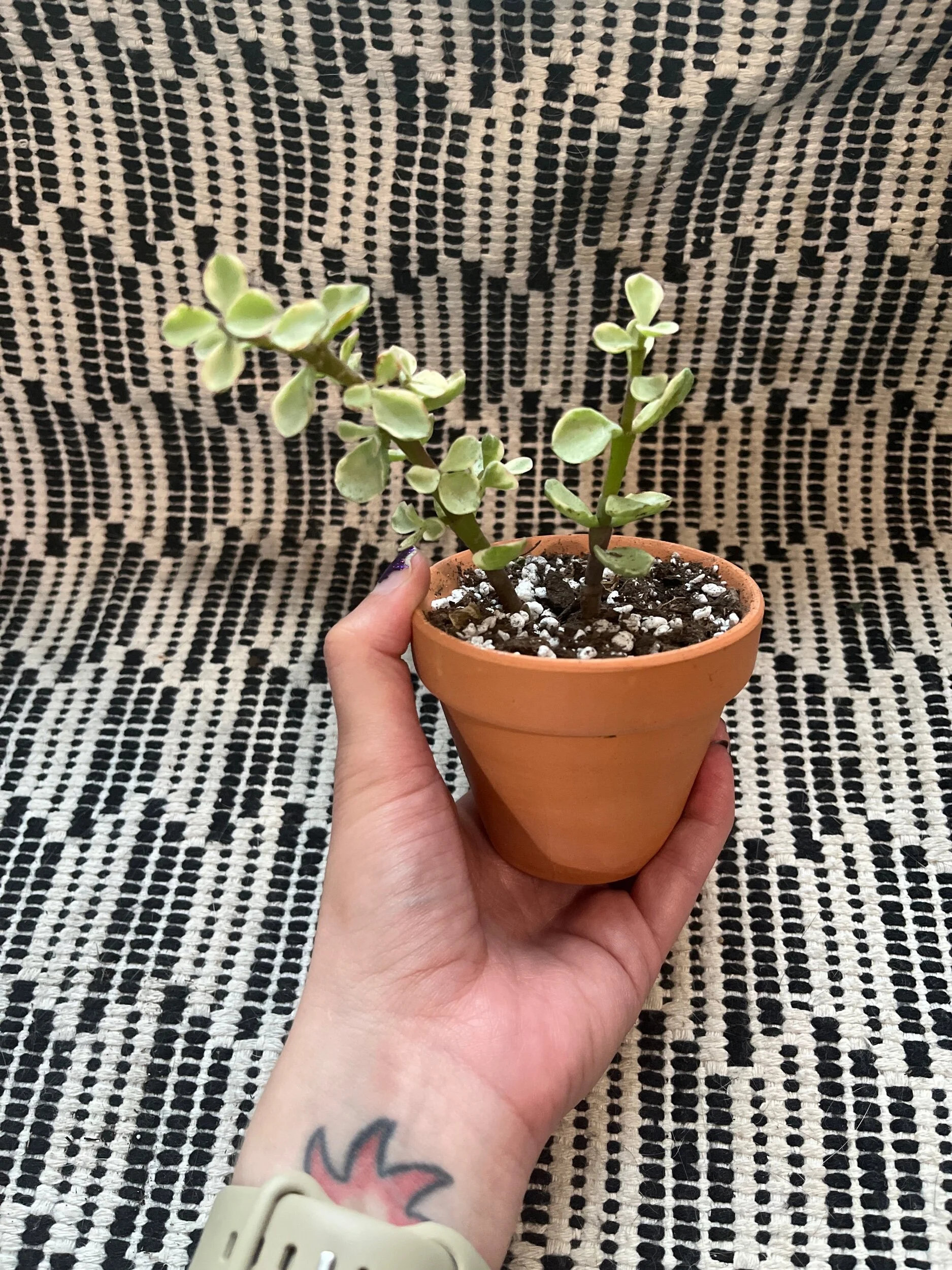 C3F9EEB3-C382-4CD8-87D2-91BADCDA3631