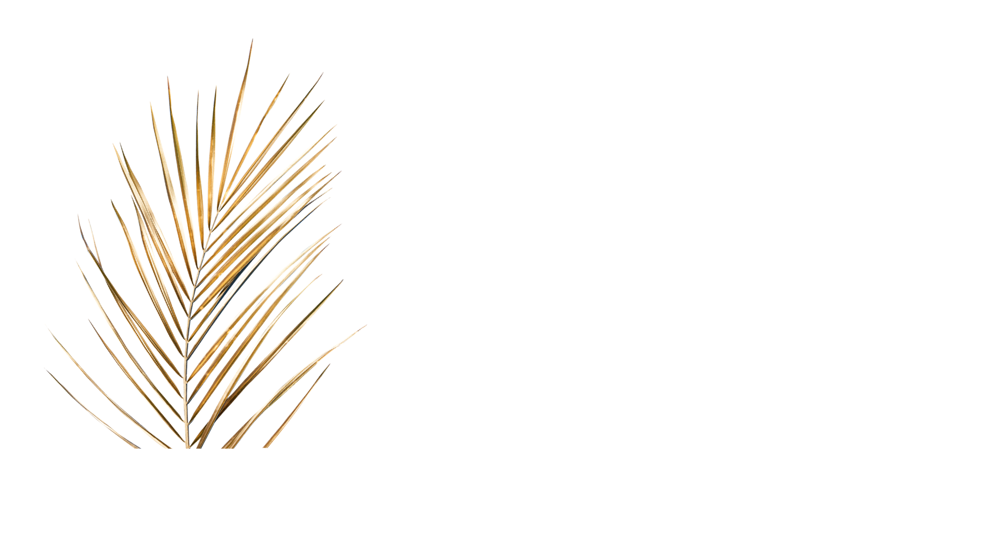 Elite Banner.png