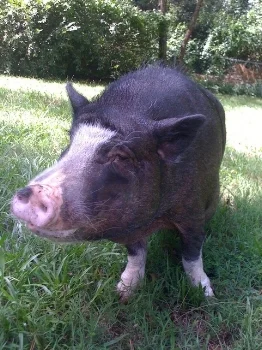Millie