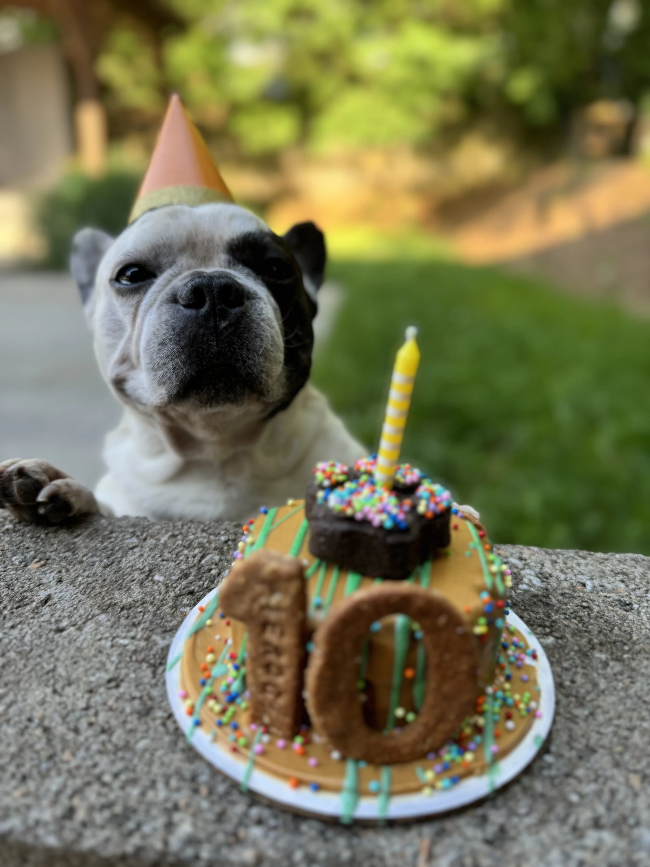Barkday Cake  *Email orders only*