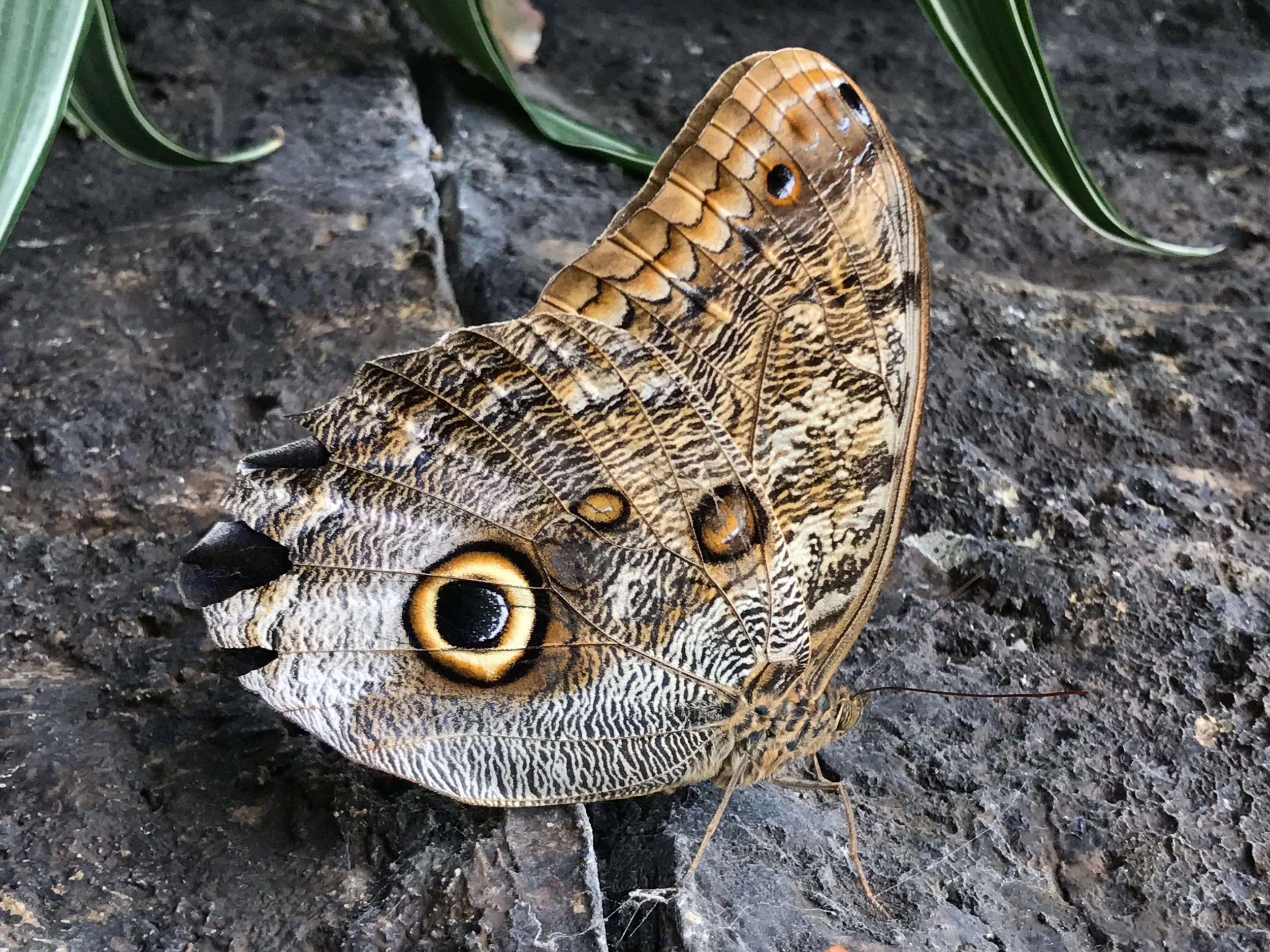 jeremy butterfly 4.jpg