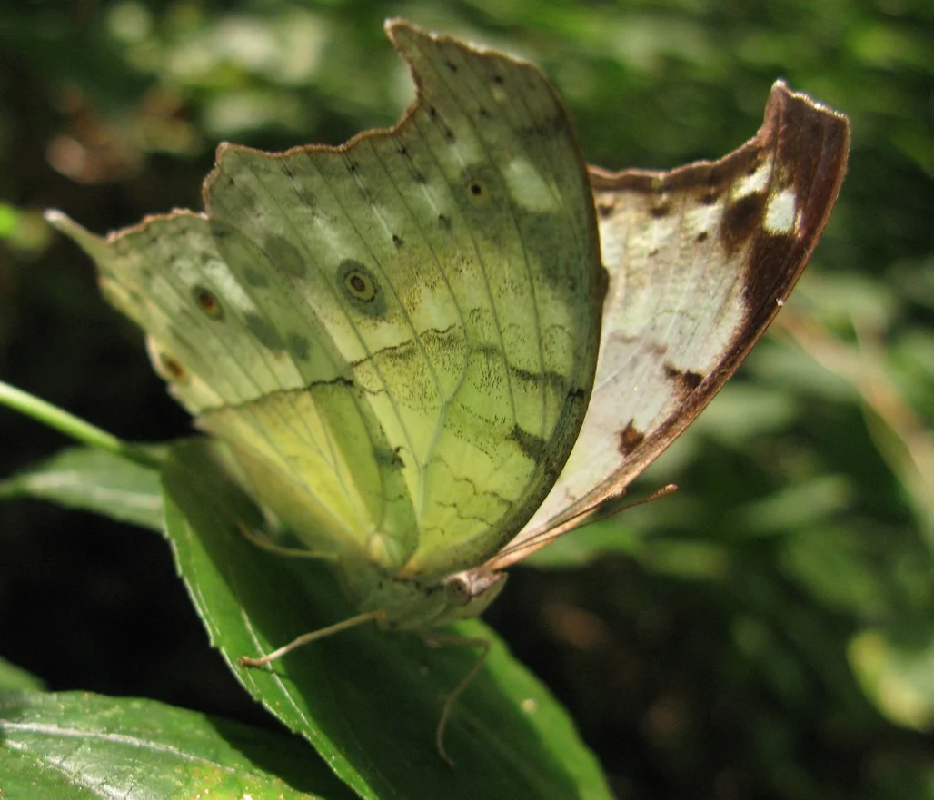 Butterfly in Rau Forest.