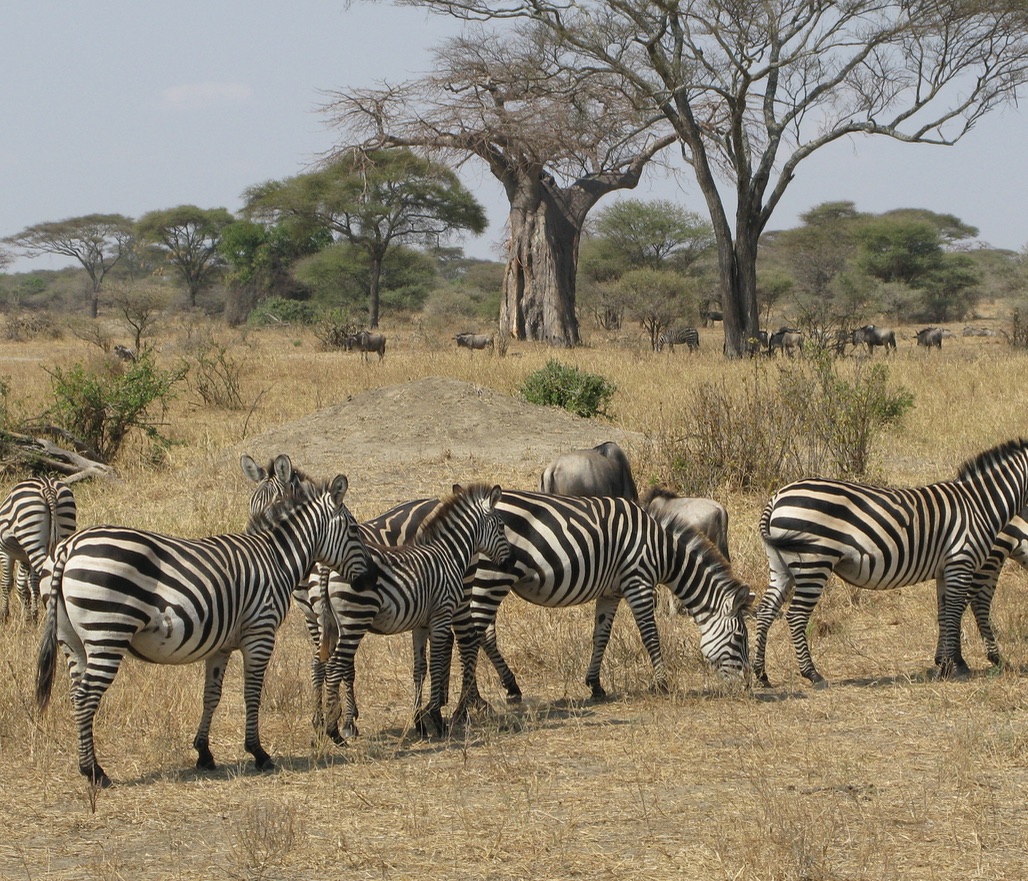 Zebra and wildebeest in a mixed herd in Tarangire NP.