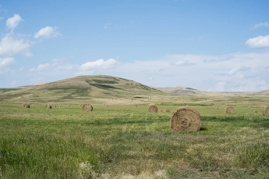 Bales of hay.jpg