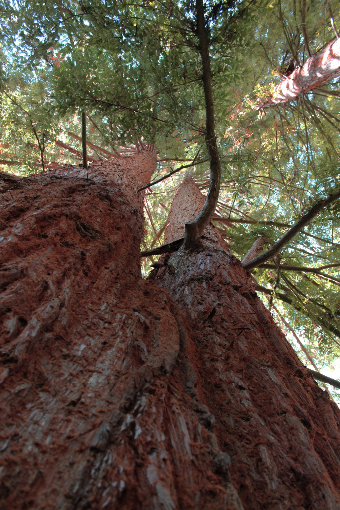 ashland-redwoods.jpg