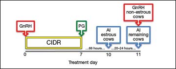 Figure 2 The 7-day CO-Synch + CIDR protocol for cows with split-time AI.