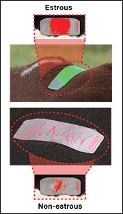 Figure 3 Determining estrus expression using Estrotect patches.