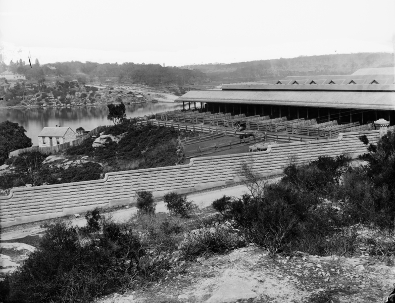 Glebe Island Abattoirs, 1870s