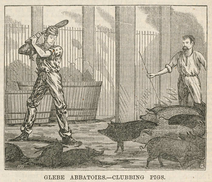 Clubbing pigs, 1879