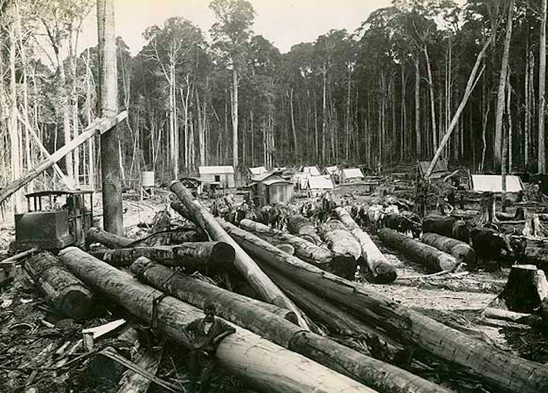 Timber