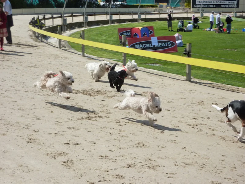 Wentworth Park Games