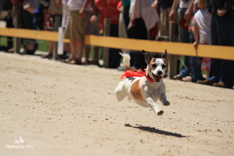 Wentworth Park Games - Flying!