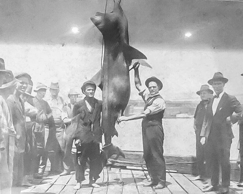 Shark caught in Pyrmont – 1928 Pamela Hanley’s great-grandfather and great-great-grandfather after their catch of a shark in Pyrmont in 1928. Her great-grandfather lost a finger during the catch.