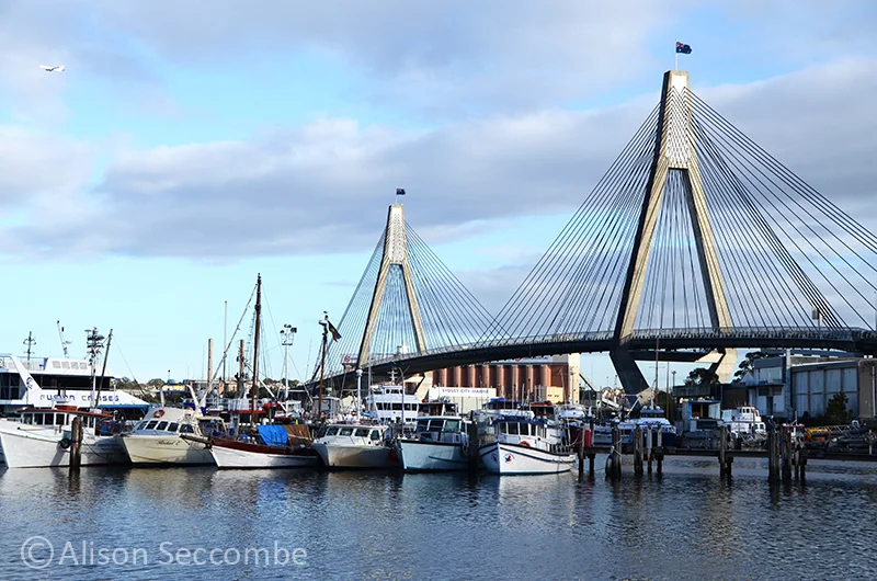 Blackwattle Bay 2015