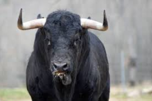 Glebe Island Abattoirs, 1870s