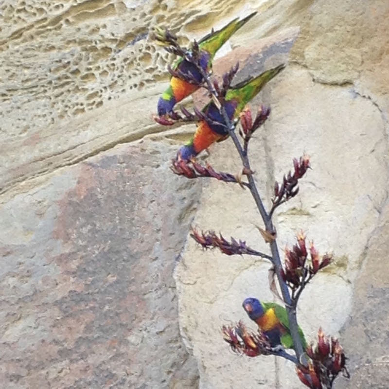 Rainbow Lorikeets on Jones Street Pocket Park