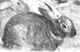 rabbit.png