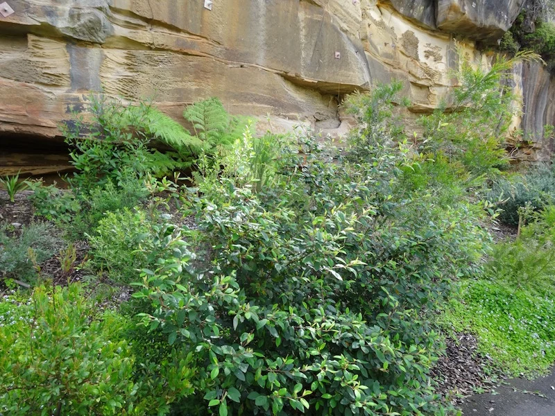 Jones Street Pocket Park 2013