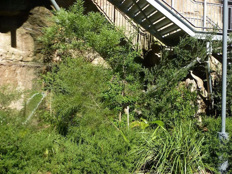 Carmichael Park 2011