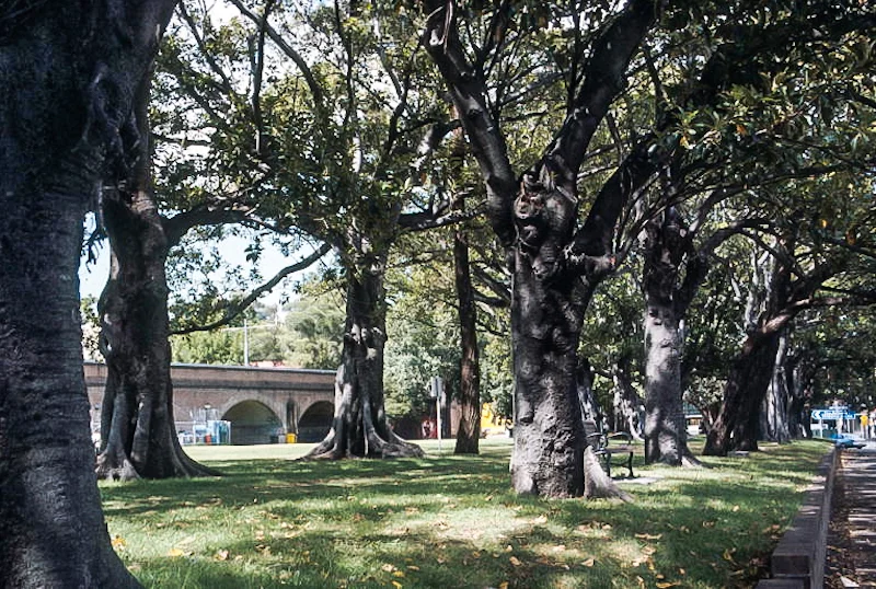Wentworth Park 2005, Maureen Sharpe