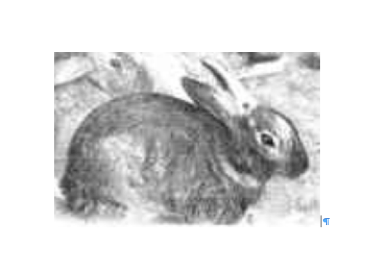 Eating in early Pyrmont