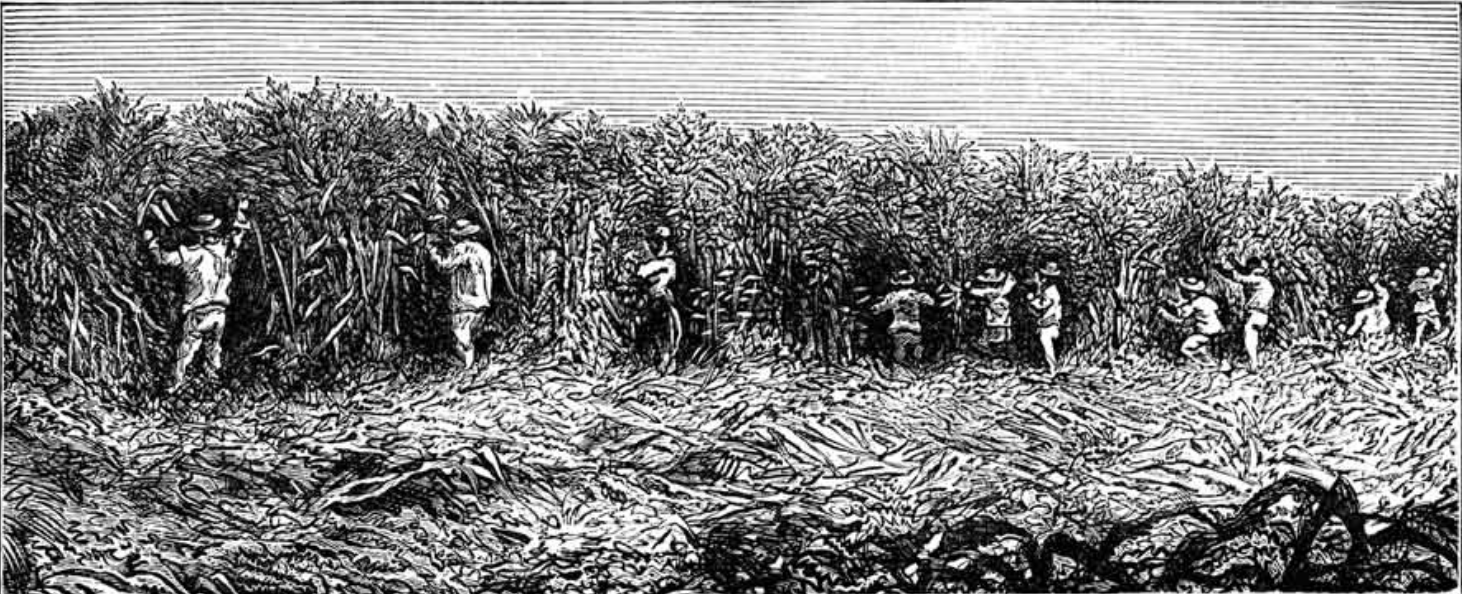 Sugar plantation in the Caribbean