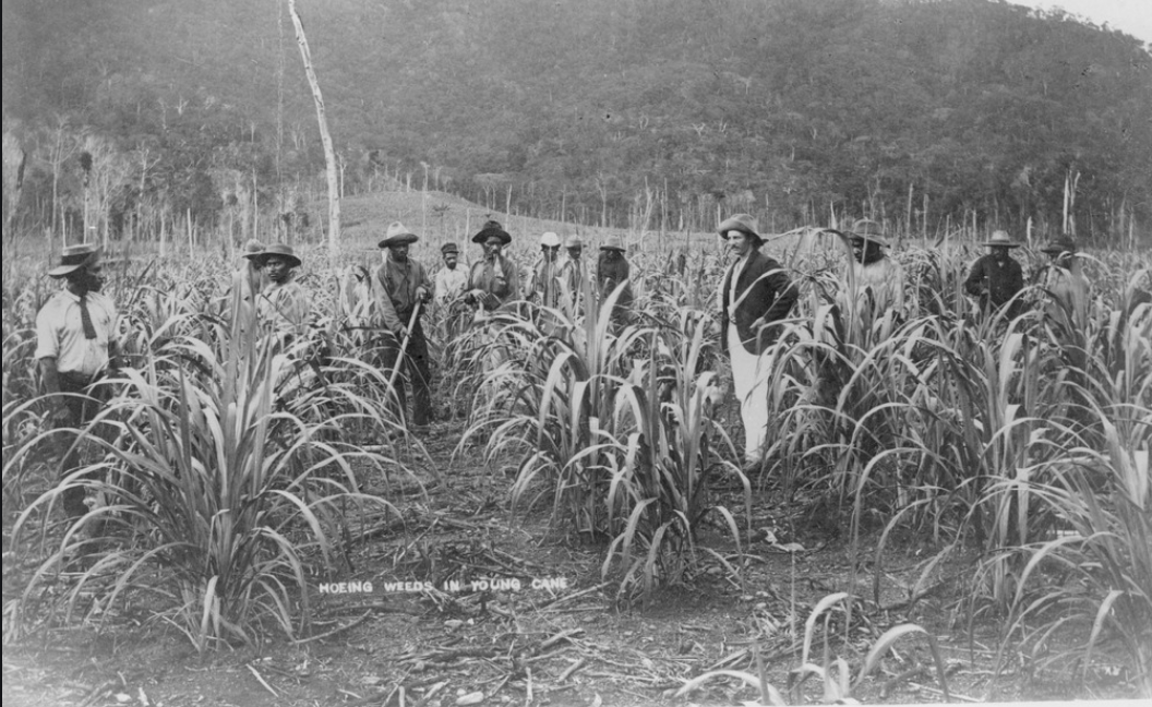Hoeing weeds in Queensland sugar cane 
