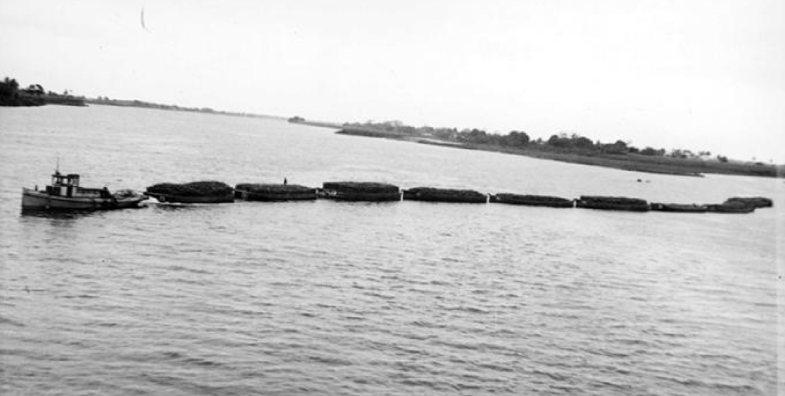 Cane being transported to the Nausori Mill on the Rewa River punt, 1940