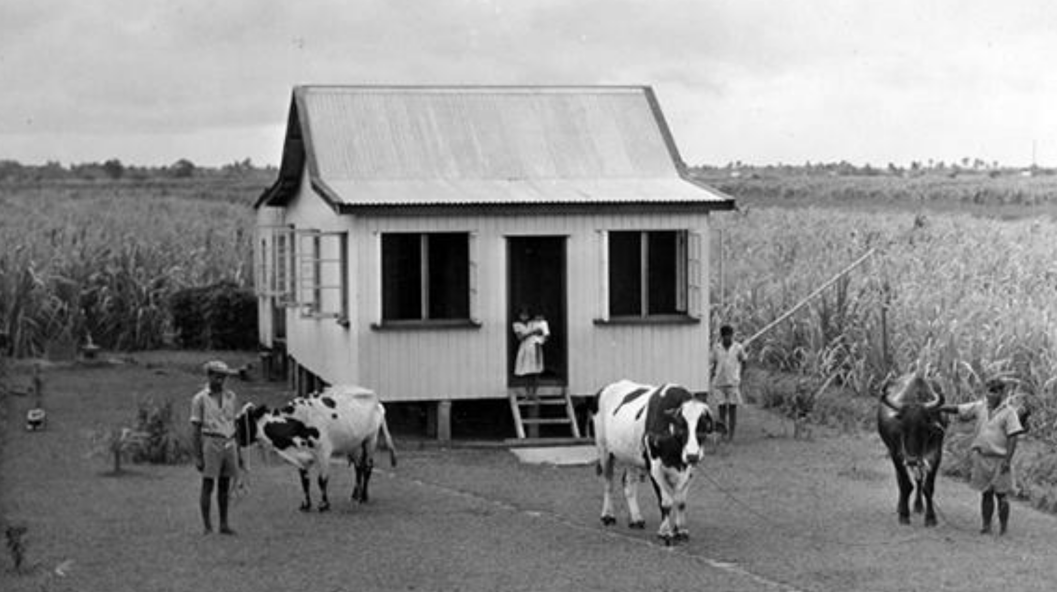 Typical Indian cane grower's house, Naselai, 1947