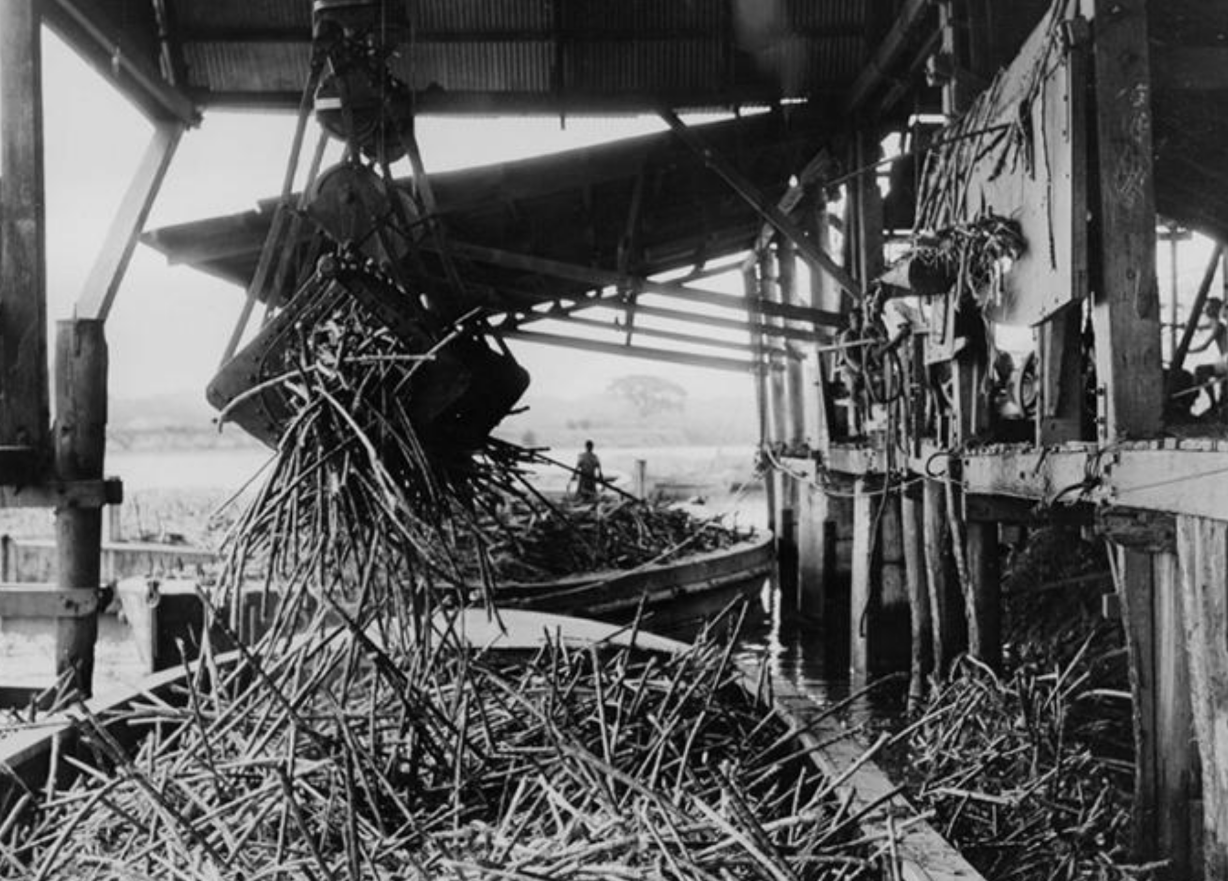 Mechanical grab unloading cane from the punts, Nausori Mill, 1947