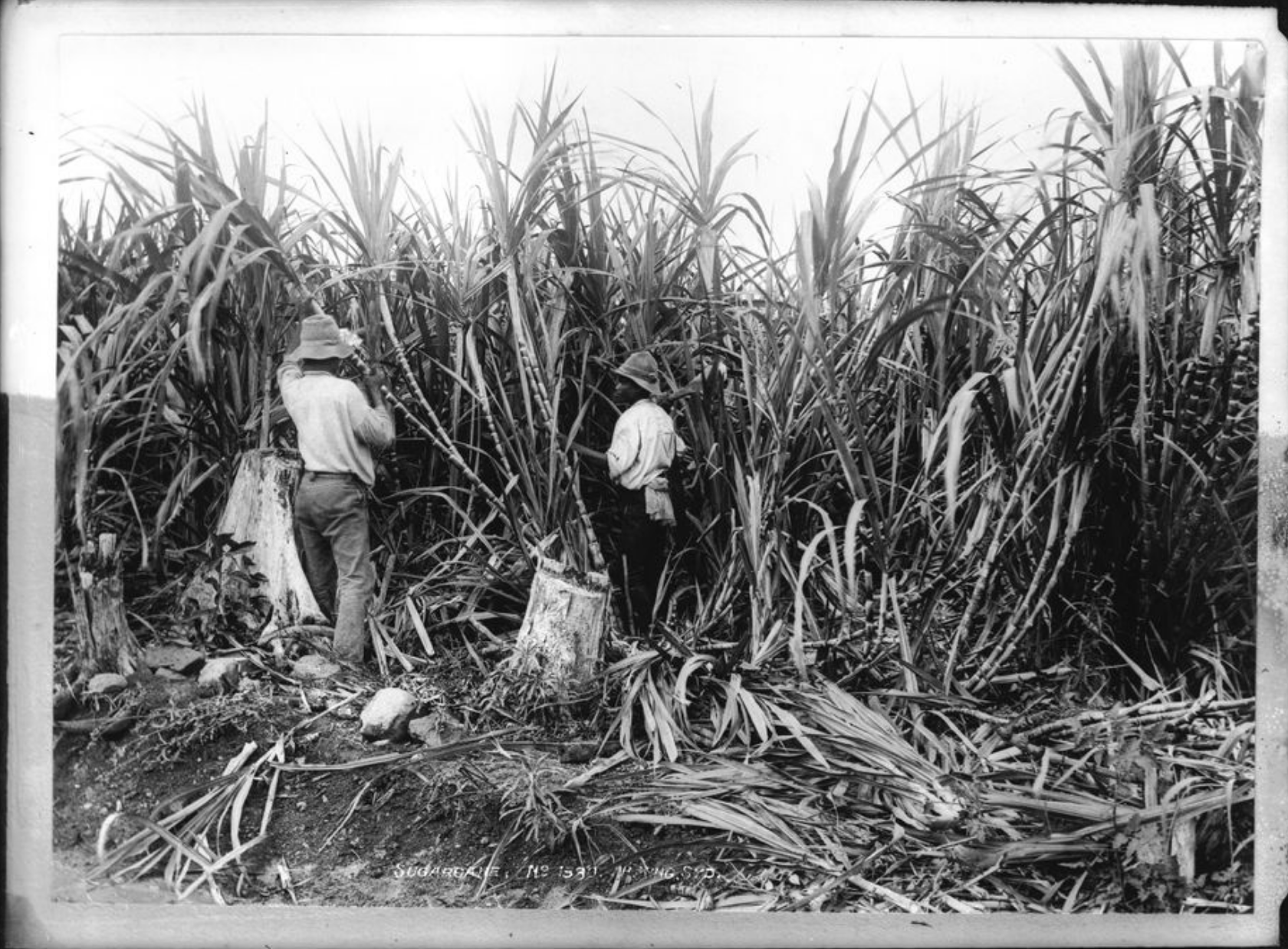 Sugarcane, by Henry King, ca 1890