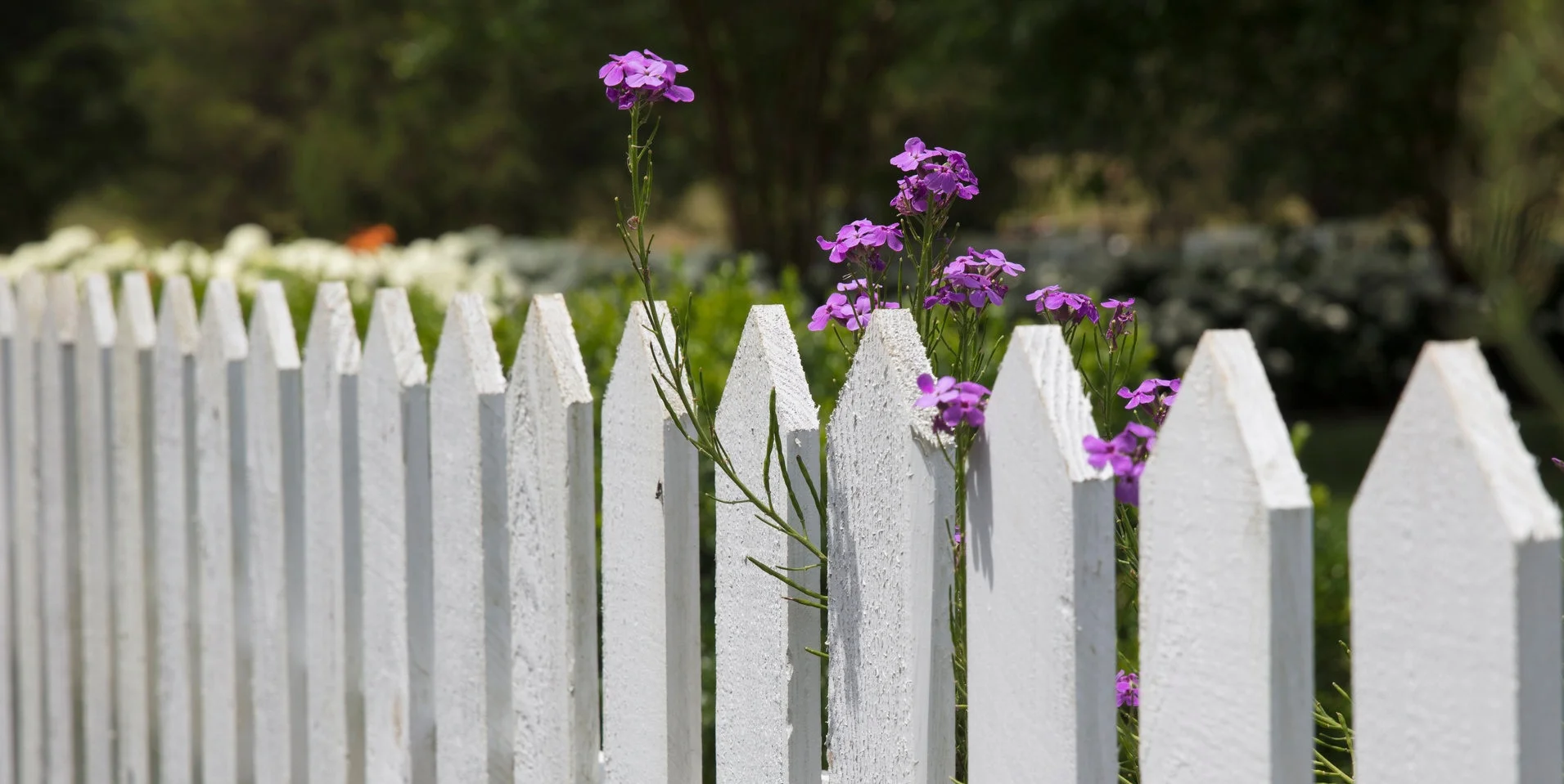 FENCING - frame your garden