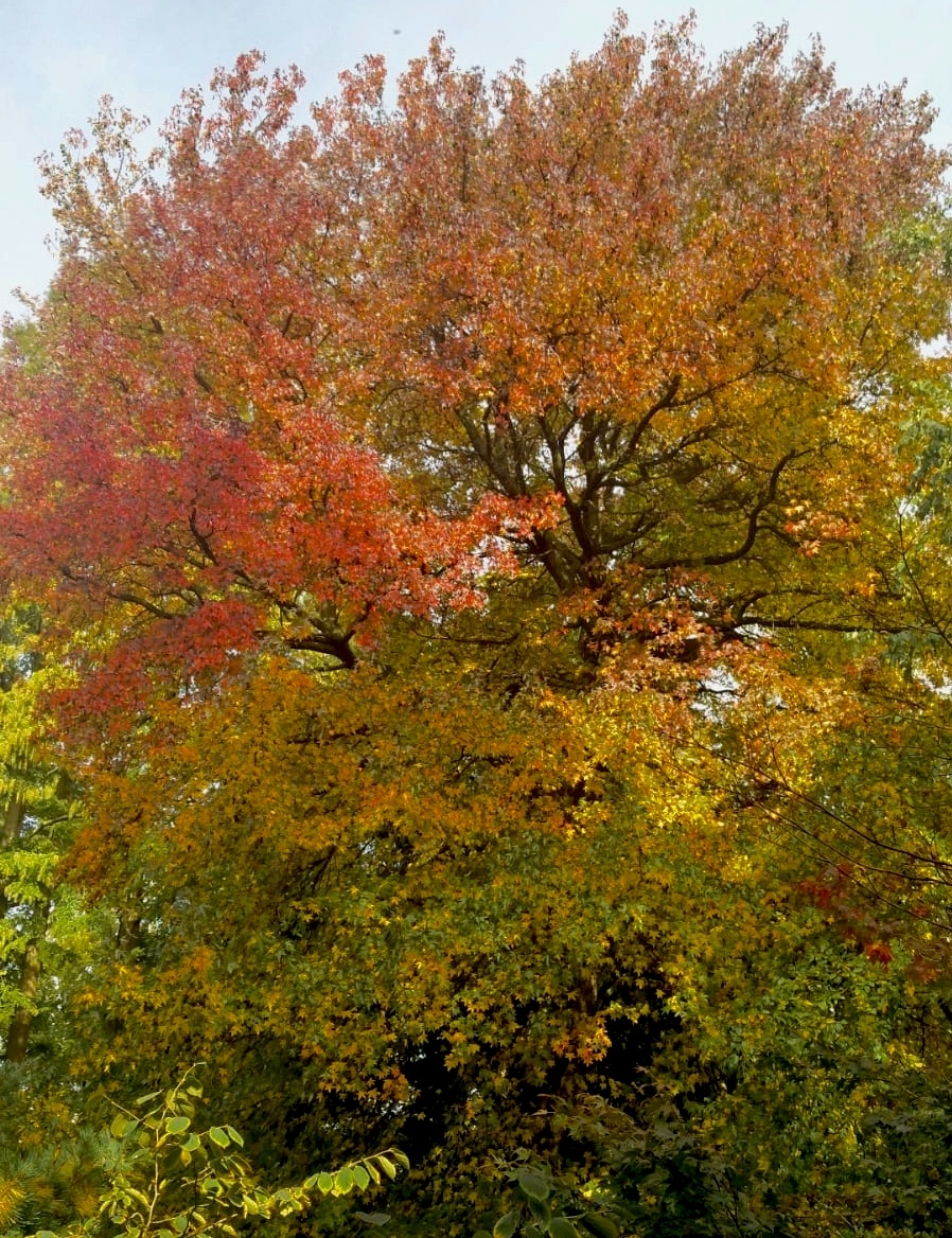 Deze mooie amberboom staat in Artis.