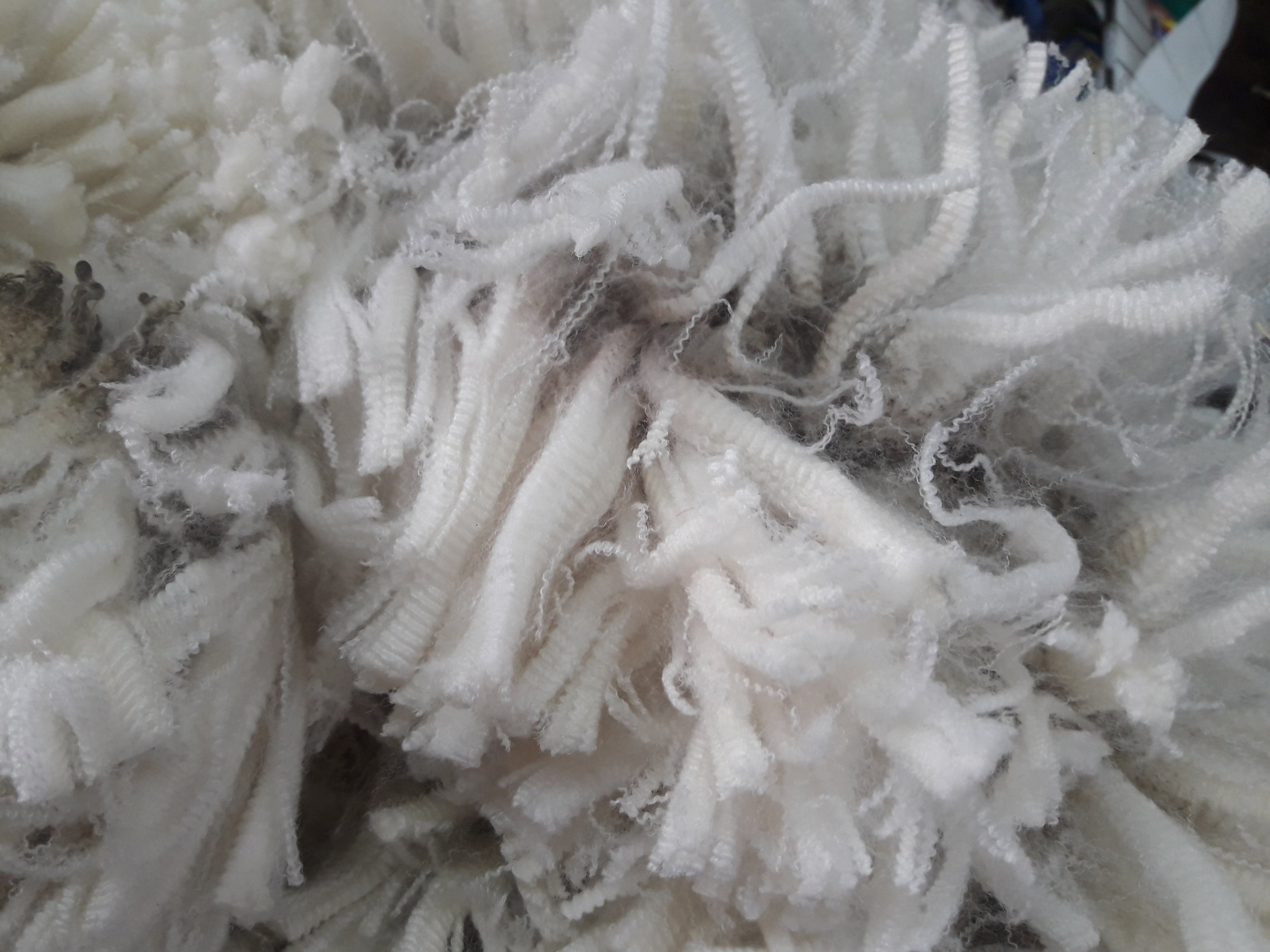 Wool Picture CW Ad.jpg